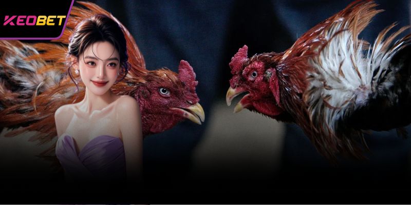 สัมผัสประสบการณ์การชนไก่ Keobet ที่ทั้งสนุกสนานและคุ้มค่า