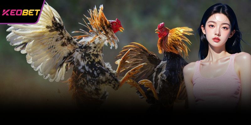 การต่อสู้ด้วยเหล็กเป็นเรื่องที่น่าตื่นเต้นและดราม่าเสมอ