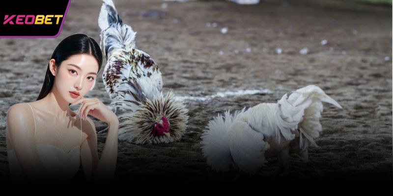 กฎกติกาการชนไก่แบบออนไลน์นั้นใช้โดยเจ้ามือรับพนันอย่างถูกต้อง